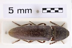Foto (Dorsalansicht) von Melanotus kubani (Platia & Schimmel, 2001) (NHMW-ZOO-COL-0007649)